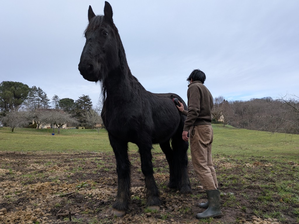 Frison noir brossé sur la prairie